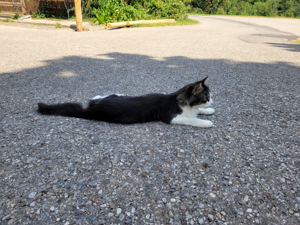 Katze namens Maunz