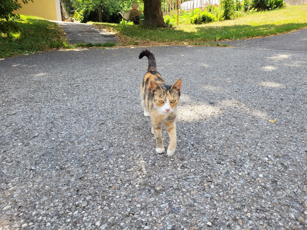 Katze namens Lili