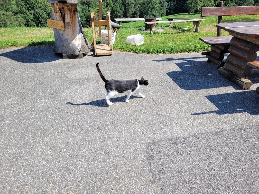 Katze namens Miez