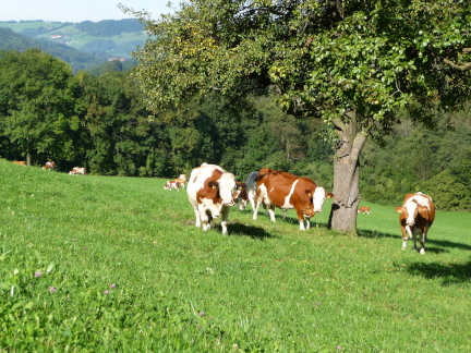 Kühe auf der Weide