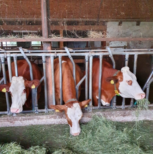 Kühe im Stall