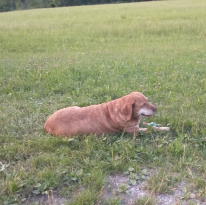 Hofhund namens Leona