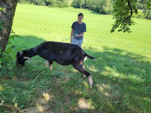 Ziege namens Max auf der Wiese