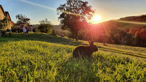 Ein Hase auf der Wiese