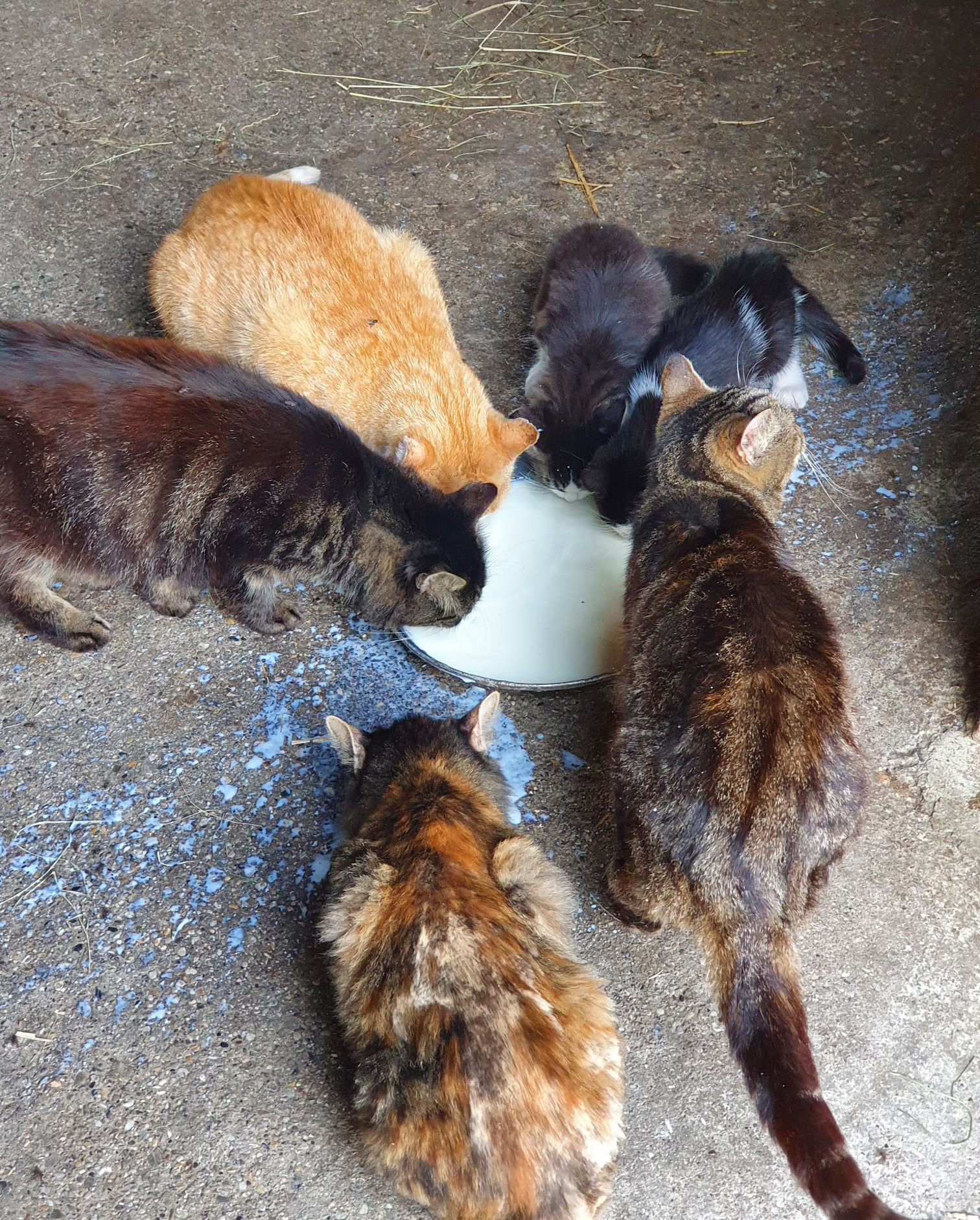 Katzen trinken Milch