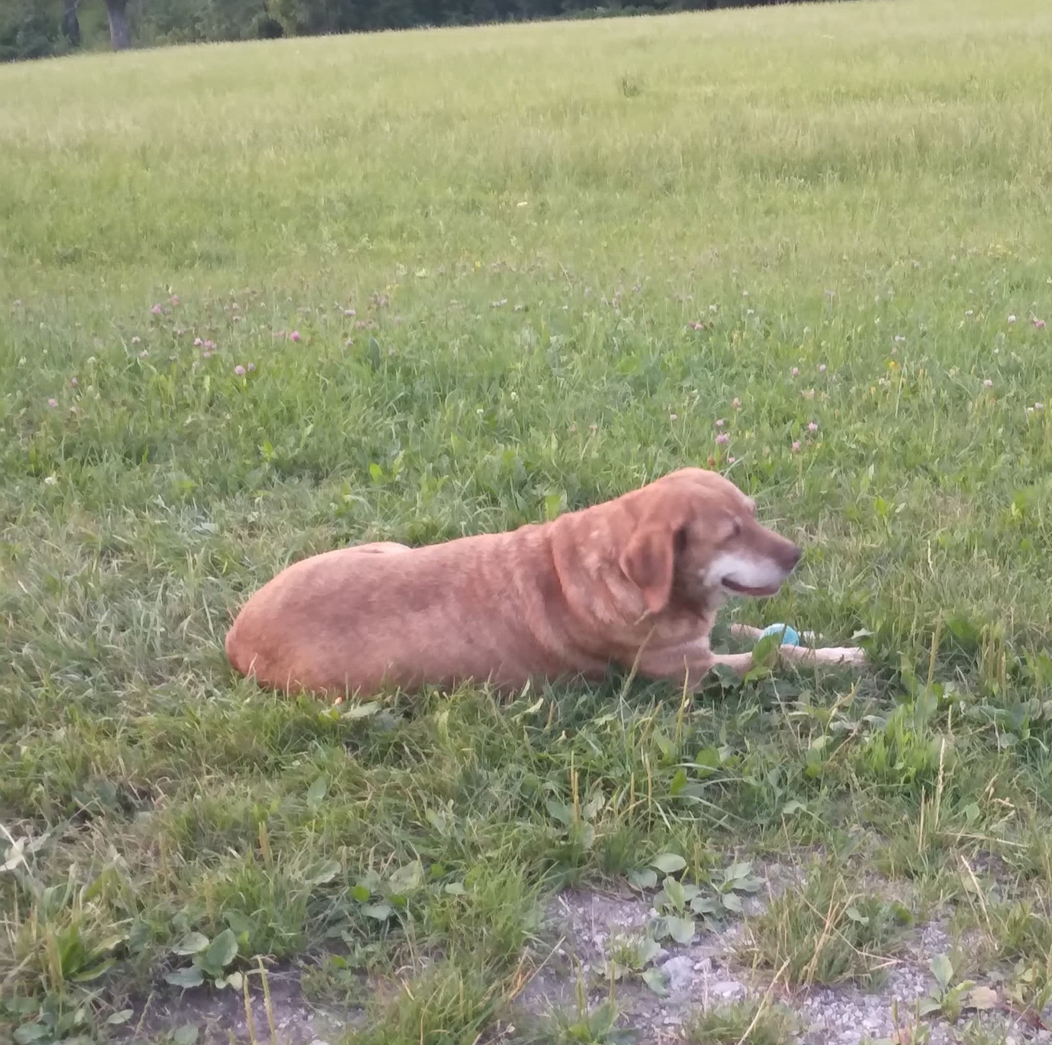 Hofhund namens Leona