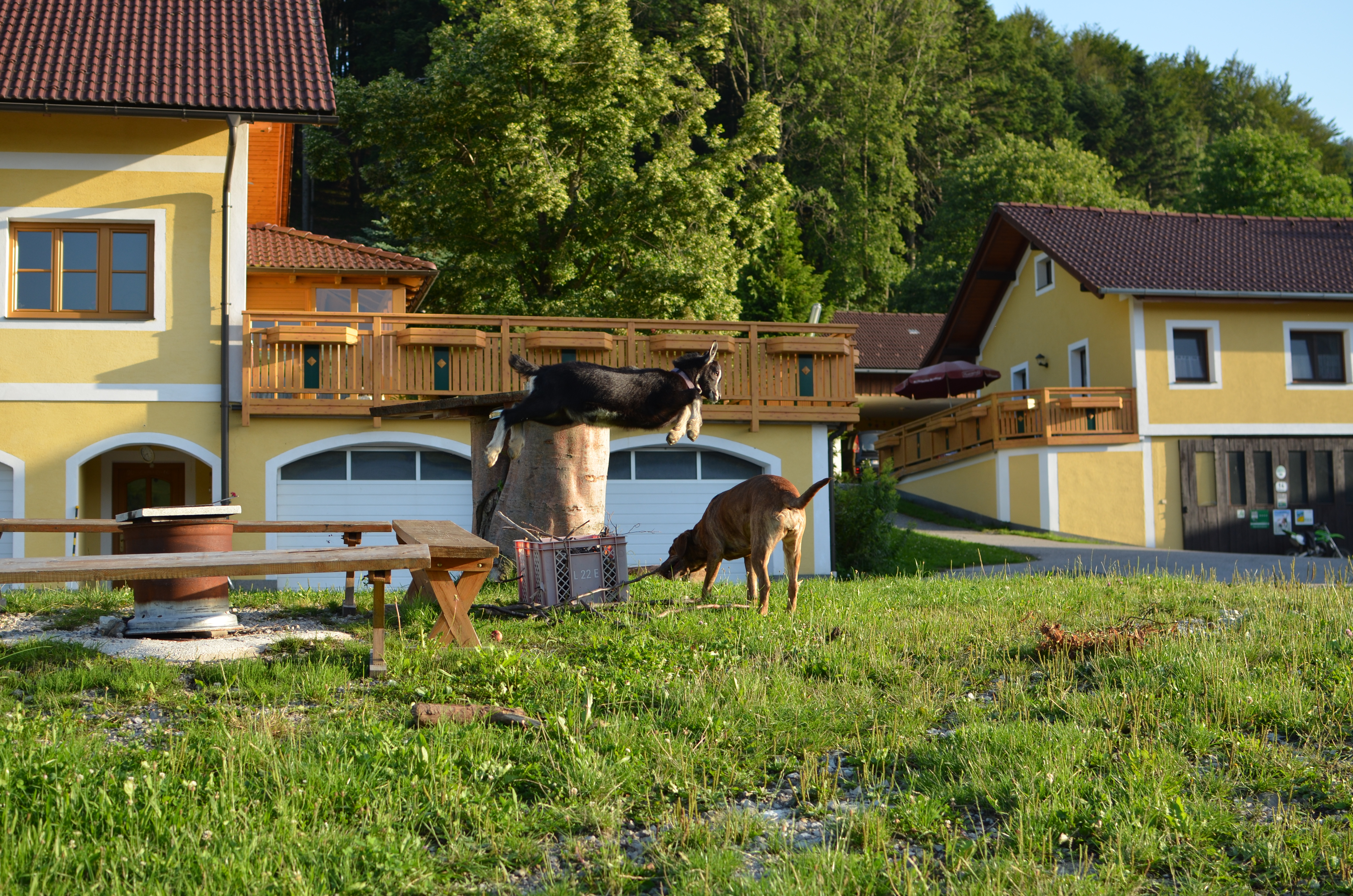 Eine Ziege und Leona