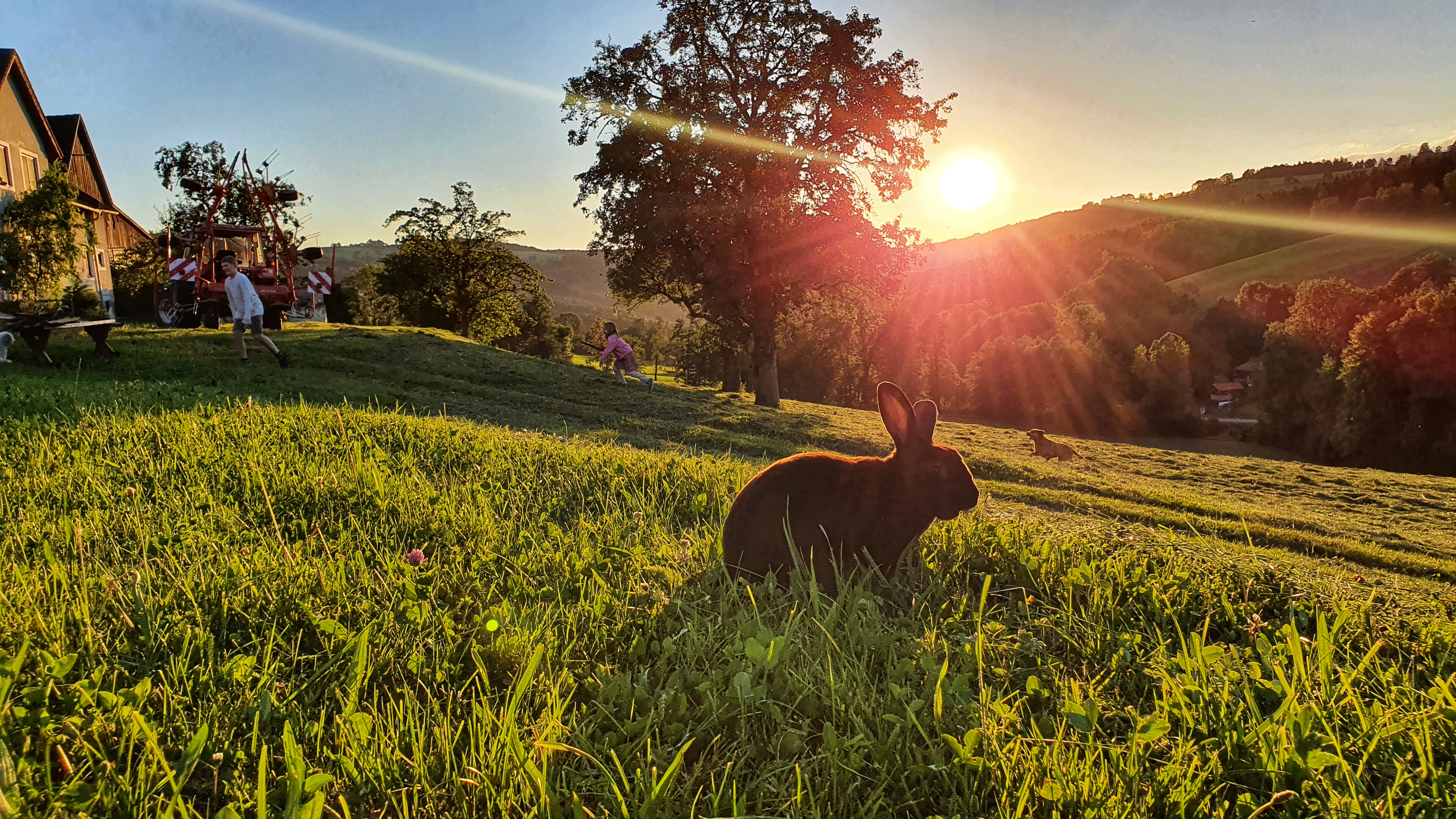 Ein Hase auf der Wiese